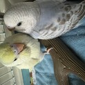 セキセイインコ雛2羽一旦募集は終了させて頂きます。