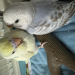 セキセイインコ雛2羽一旦募集は終了させて頂きます。