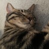 の写真