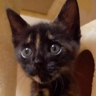 可愛い三姉妹★あんこ