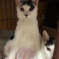 仲良し兄弟のタラカツオ　タラ