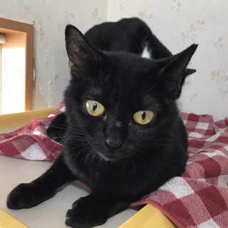 幸せ探し中♪黒猫てくてく