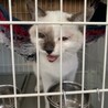 激かわコアラさん サムネイル6