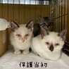 激かわコアラさん サムネイル4
