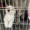 激かわコアラさん サムネイル5