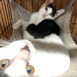 仲良し兄弟のタラカツオ　カツオ