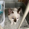 激かわコアラさん サムネイル7