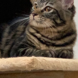 ふわふわアメショ柄のあゆちゃん