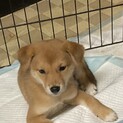 生後約3ヶ月の子犬里親緊急募集