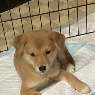 生後約3ヶ月の子犬里親緊急募集