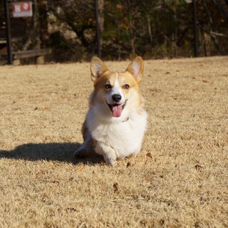 コーギー男の子3歳