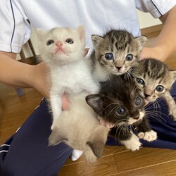 in豊明～子猫もいっぱいの譲渡会 ちーむにゃいんず2021年12月4日(土) 