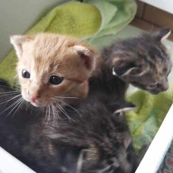 in瀬戸～子猫もいっぱいの譲渡会 ちーむにゃいんず2021年12月4日(土) 