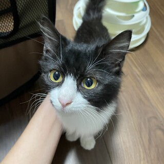 シャイガールですが美猫さんです♪