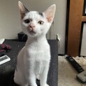 元気な白黒の男の子