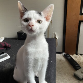 元気な白黒の男の子