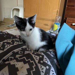 甘えん坊で元気なハチワレの男の子