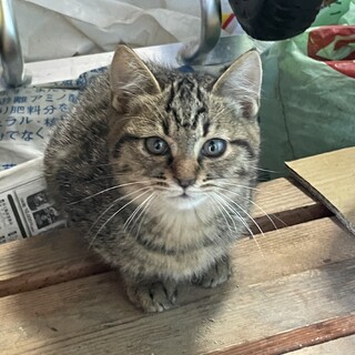 吸い込まれそうなおめめの4ヶ月キジトラちゃん