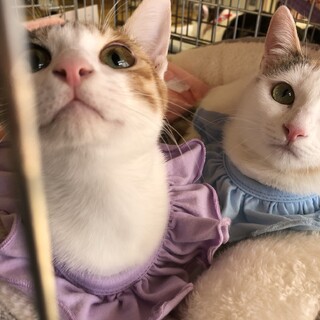 三毛猫シスターズ♡桃花♡