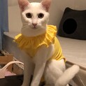 白猫シスターズ♡キティーちゃん♡