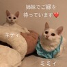 白猫シスターズ♡キティーちゃん♡ サムネイル6