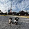 ちびらぶー
