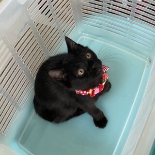 シャイで可愛い黒猫イッチャン1匹でも！