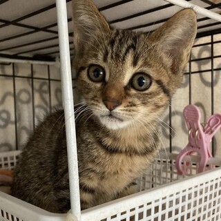 とても慣れて甘えん坊キジトラサキちゃん1匹でも！