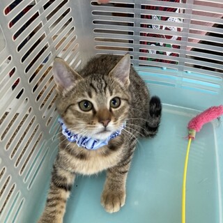 シャイで可愛いキジトラの男の子イチ君1匹でも！