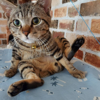 一緒に遊んで！ウリ坊模様のぼんじりトワ君。