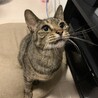 じゃみー