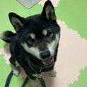 柴犬のまめ
