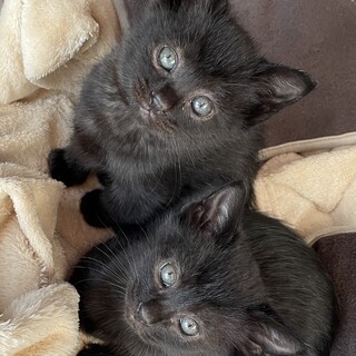 1ヶ月程度の黒猫ちゃんの兄弟です☆