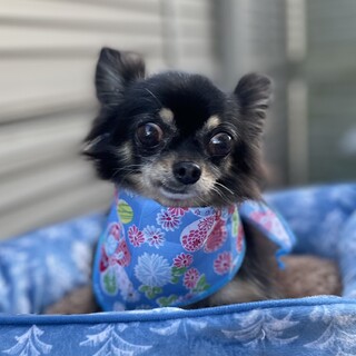 チワワの女の子里親募集します❗️