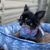 チワワの女の子里親募集します❗️ サムネイル2