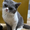 ９ヶ月のブリティッシュの男の子