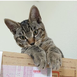 人慣れ抜群、おっとりなキジトラ君