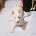 足が短いかわいい女の子・先住犬、先住猫ちゃんOK