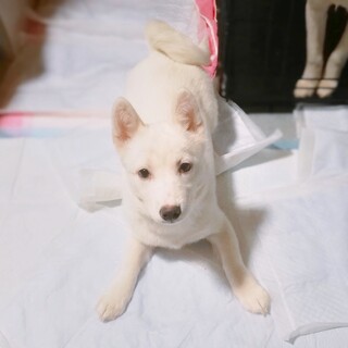 足が短いかわいい女の子・先住犬、先住猫ちゃんOK