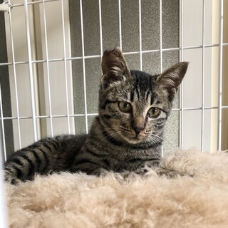 TNR予定が懐っこいのでお家猫に昇格させたい