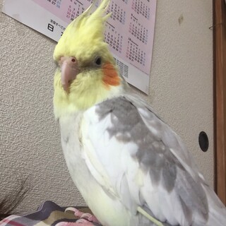 里親決まりました。ありがとうございました