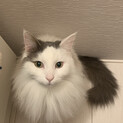 【急募】おしとやかな性格の美猫ちゃん