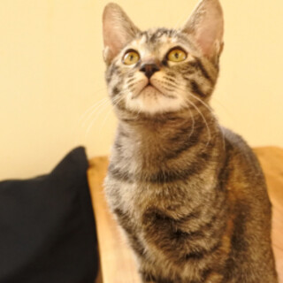 LMNO29　サビキジちゃん（デルタちゃん）