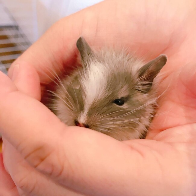 幸せちゃんのカバー写真