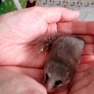 アフリカヤマネ