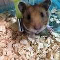 急募！ゴールデンハムスター生後1ヶ月