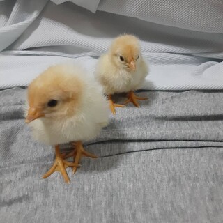 ひよこ2匹の里親さんを募集します