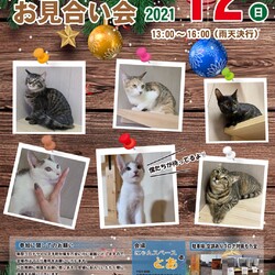にゃんスペースとあ　ねこのお見合い会