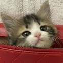 うっとりするほど可愛い三毛仔猫☆マロンちゃん❣️