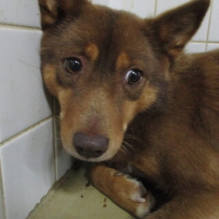 譲渡されました。